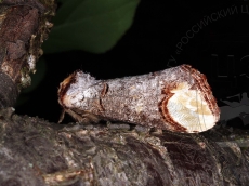 Phalera bucephala имаго